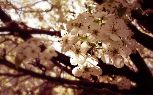 成都到九寨沟飞机票多少钱一张