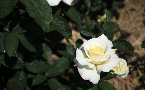 济南长清灵岩寺电话