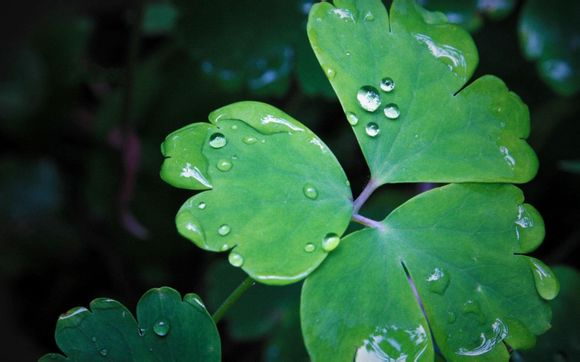 碧峰峡野生动物园行为展示时间