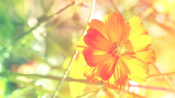 同里湖大饭店中餐厅电话