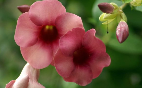 东莞石排有没有好玩的地方