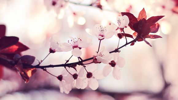 好又多超市属于哪个国家的